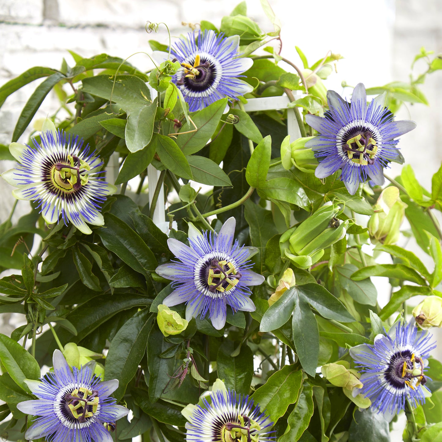 Passiflora Duuk