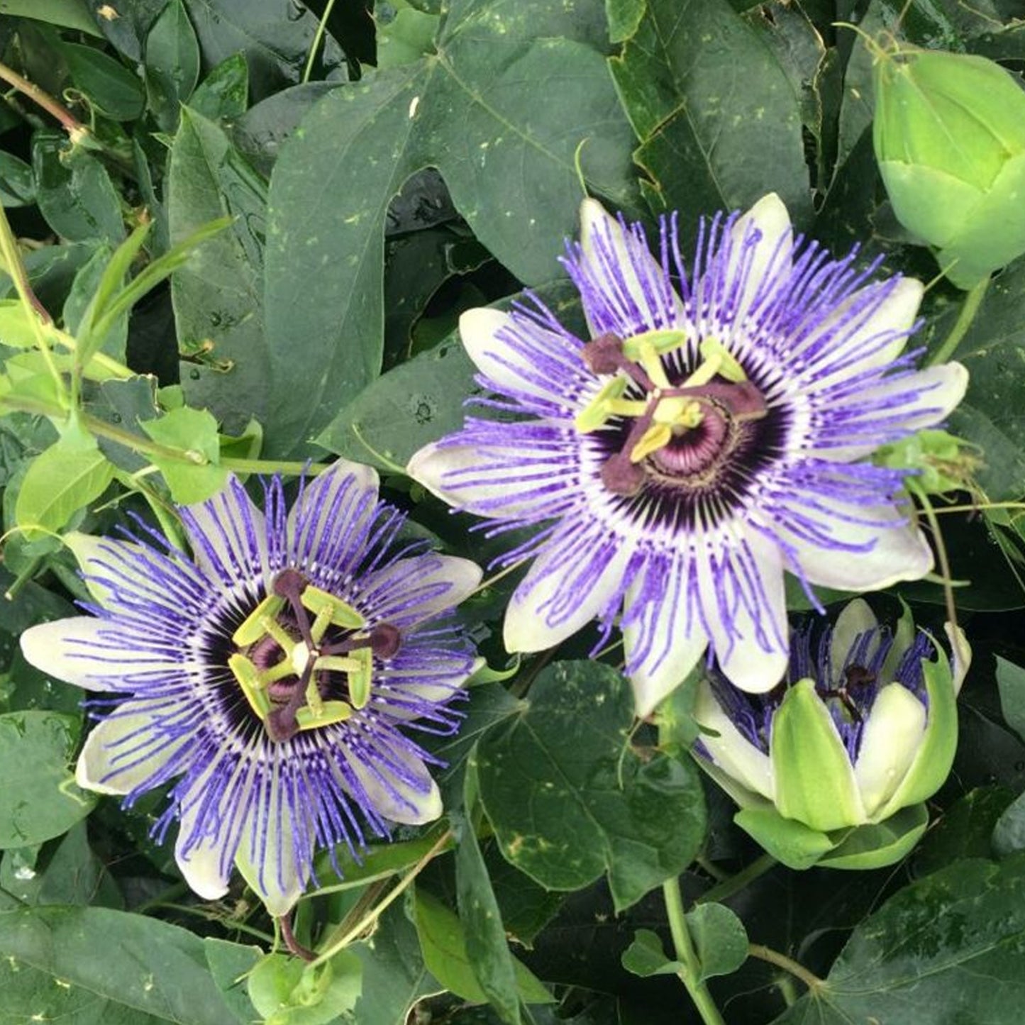 Passiflora Duuk