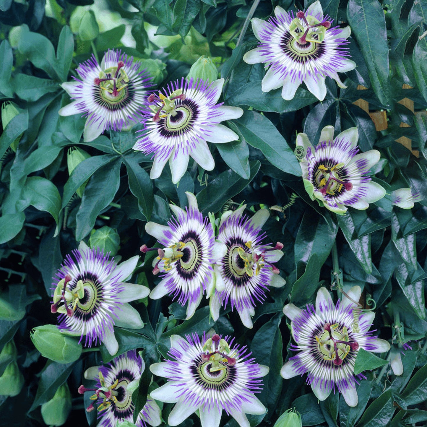 Passiflora Duuk