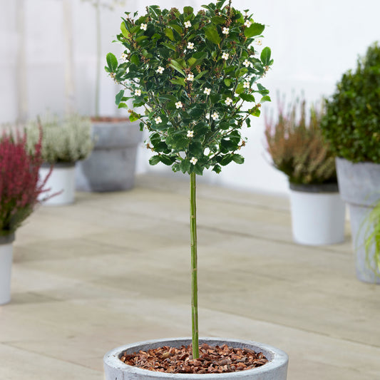 Ilex Blue Prince Patio Tree