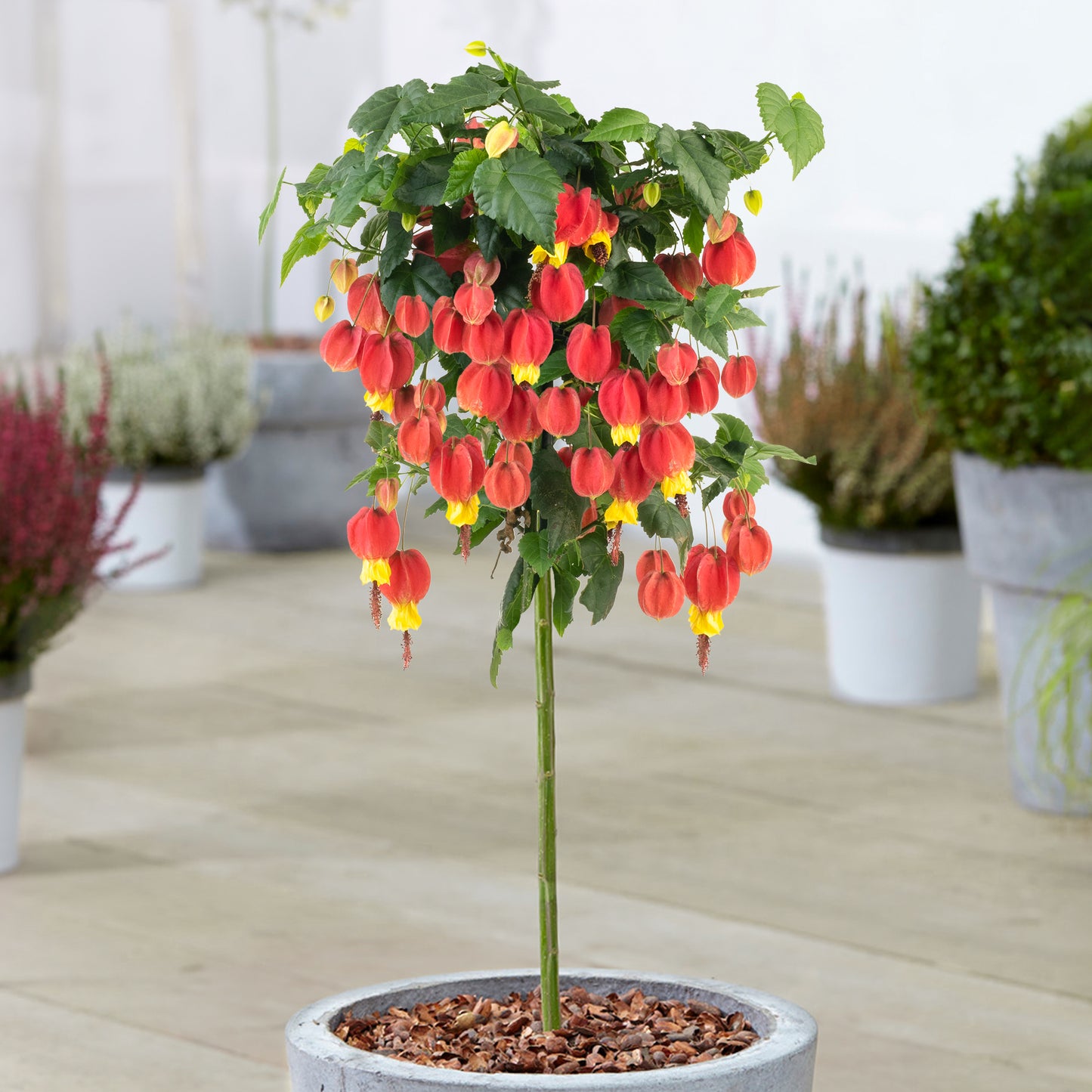 Abutilon Big Bell Patio Tree