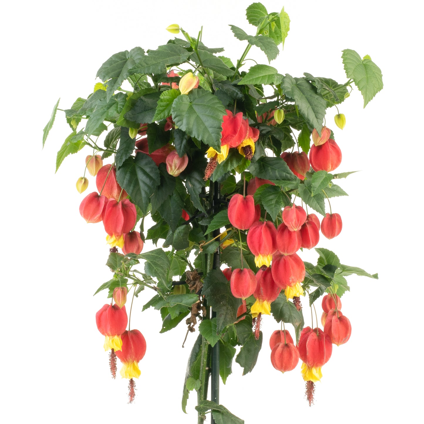 Abutilon Big Bell Patio Tree