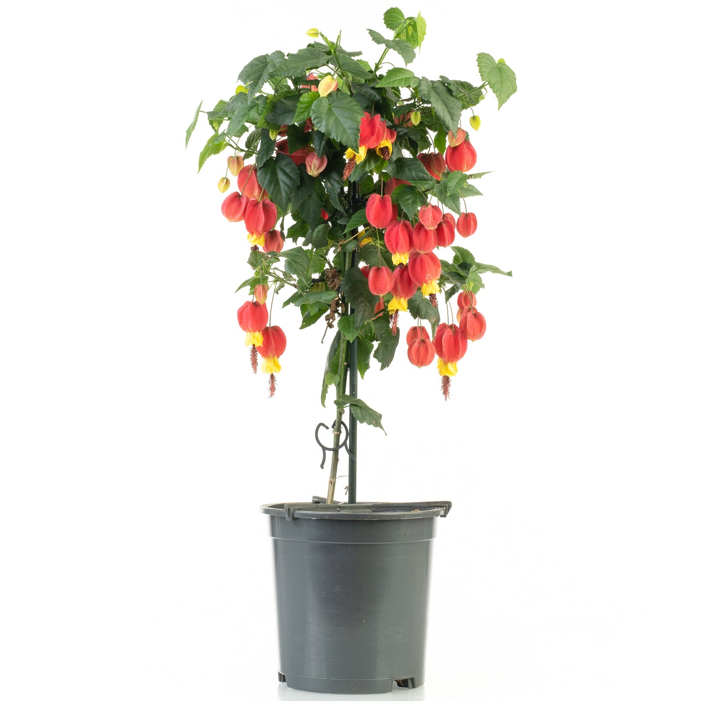 Abutilon Big Bell Patio Tree