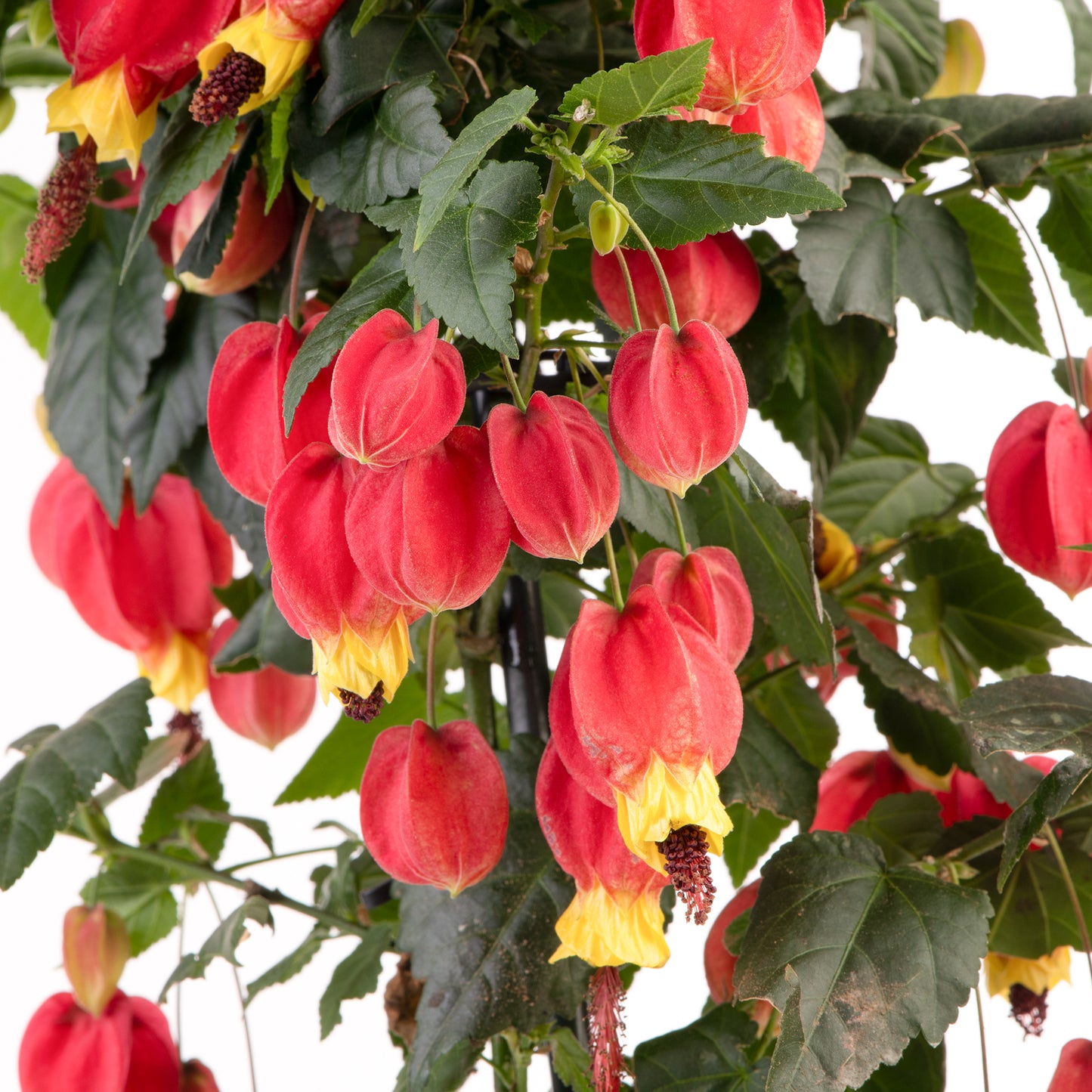 Abutilon Big Bell Patio Tree