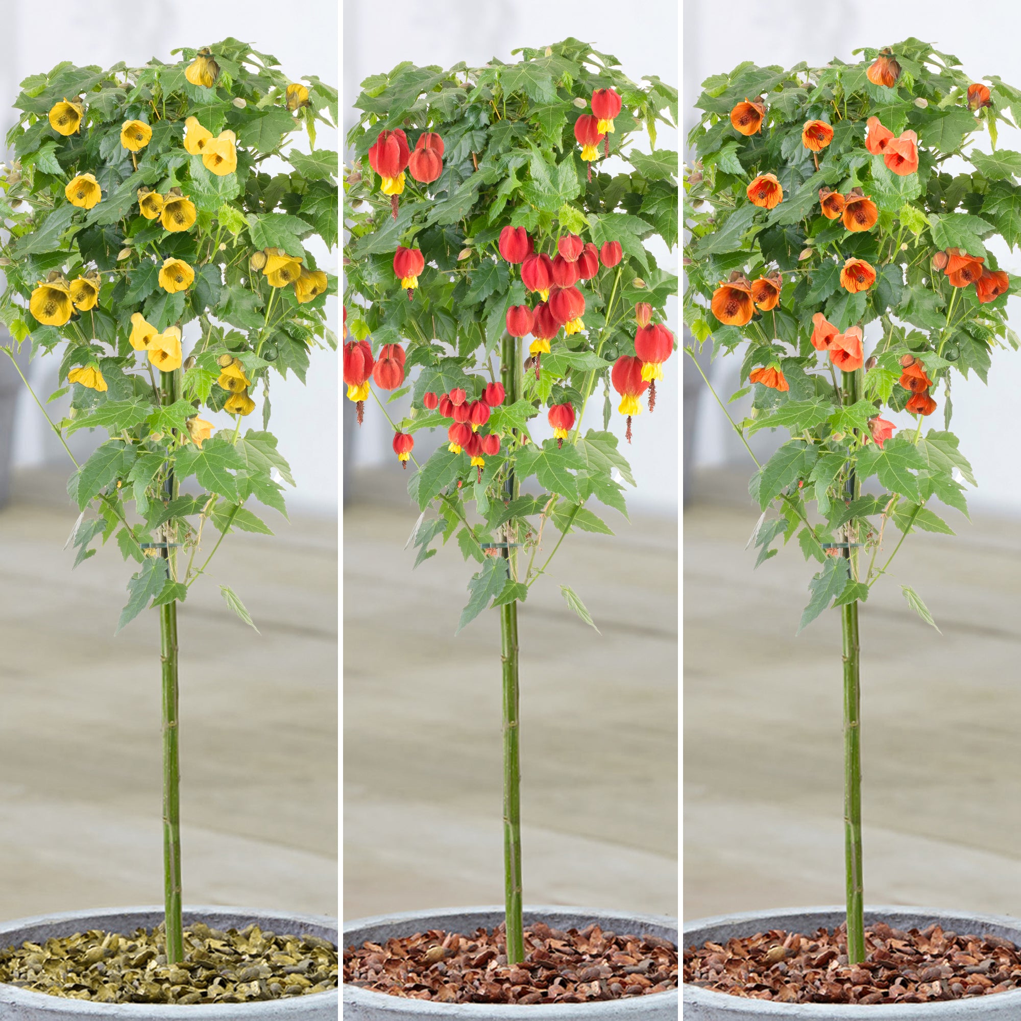 Atibal Tree Abutilon Patio Tree (Various Colours) – 247plants