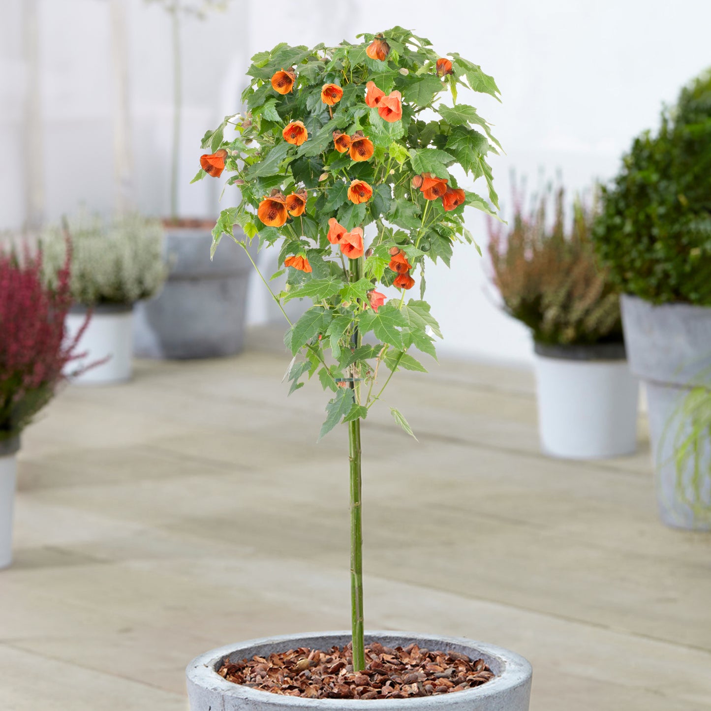 Abutilon Patio Tree (Various Colours)