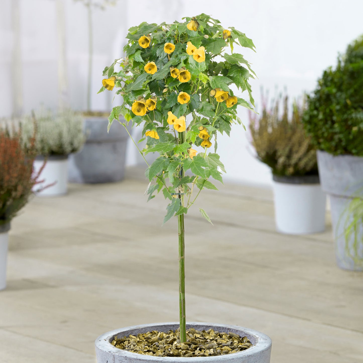 Abutilon Patio Tree (Various Colours)