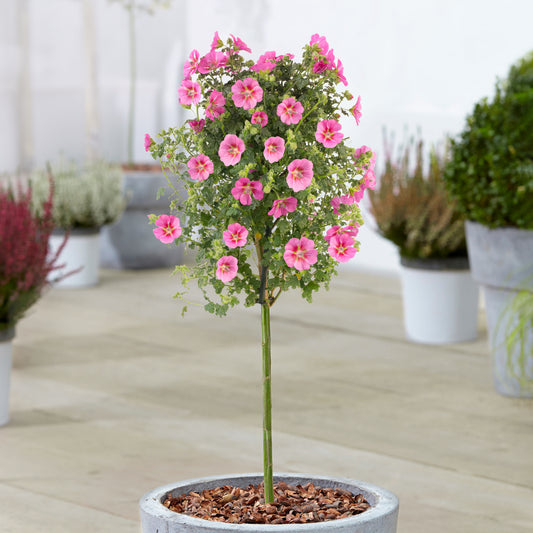 Anisodontea elegans Princess Patio Tree