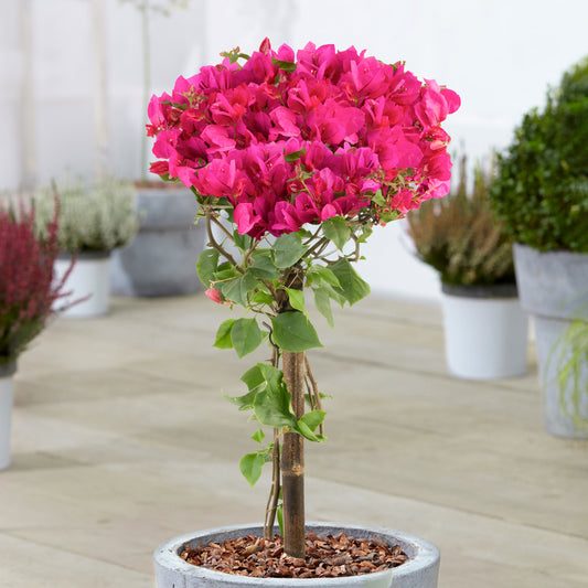 Bougainvillea Purple Patio Tree