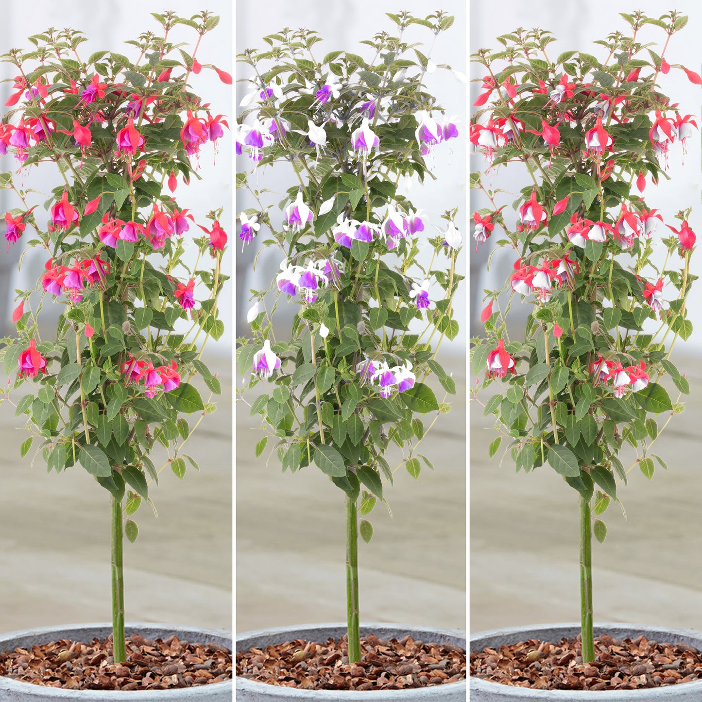 Fuchsia Patio Tree (Various Colours)