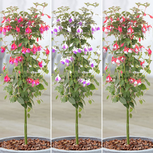 Fuchsia Patio Tree (Various Colours)