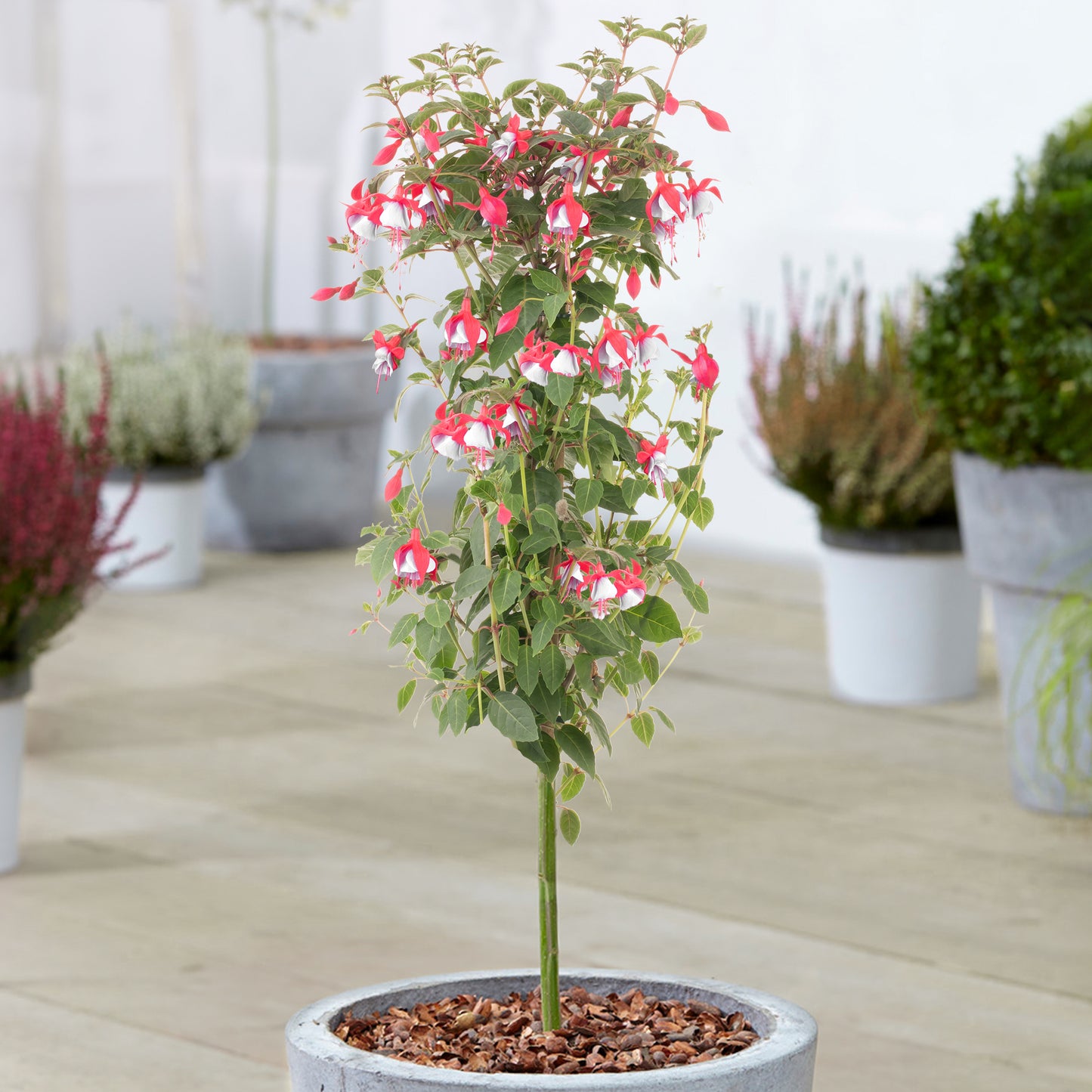 Fuchsia Patio Tree (Various Colours)