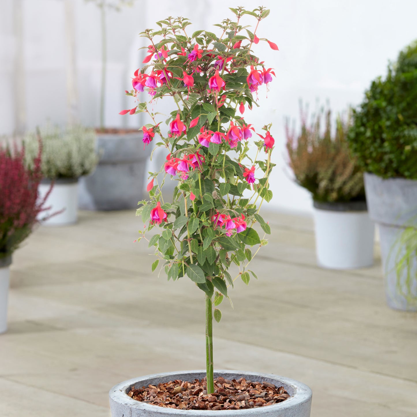 Fuchsia Patio Tree (Various Colours)