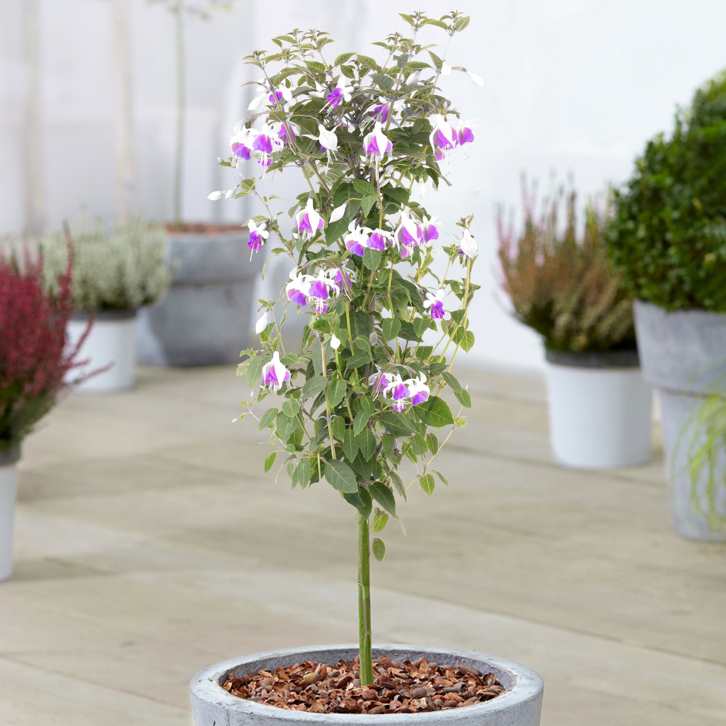 Fuchsia Patio Tree (Various Colours)