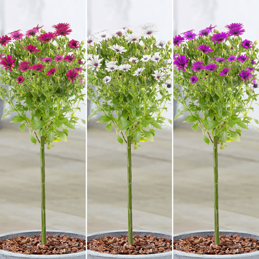 Osteospermum Patio Tree (Various Colours)