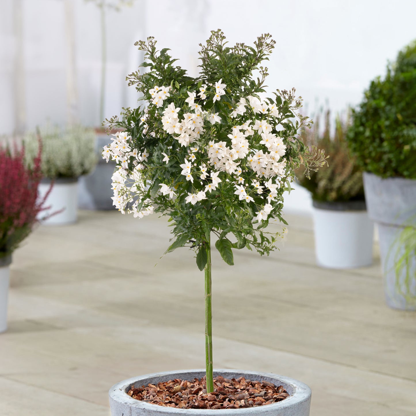 Solanum Jasminoides Patio Tree