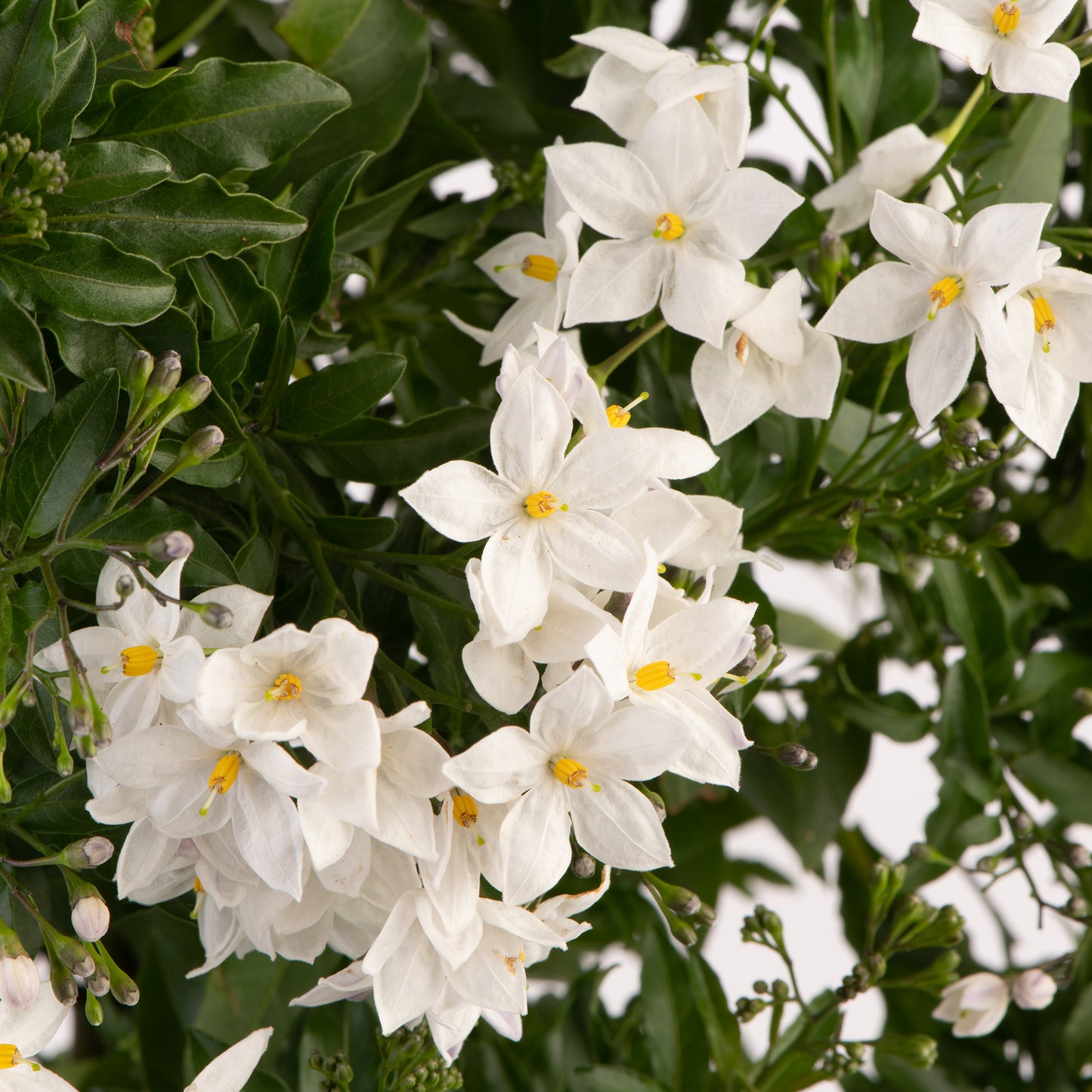 Solanum Jasminoides Patio Tree