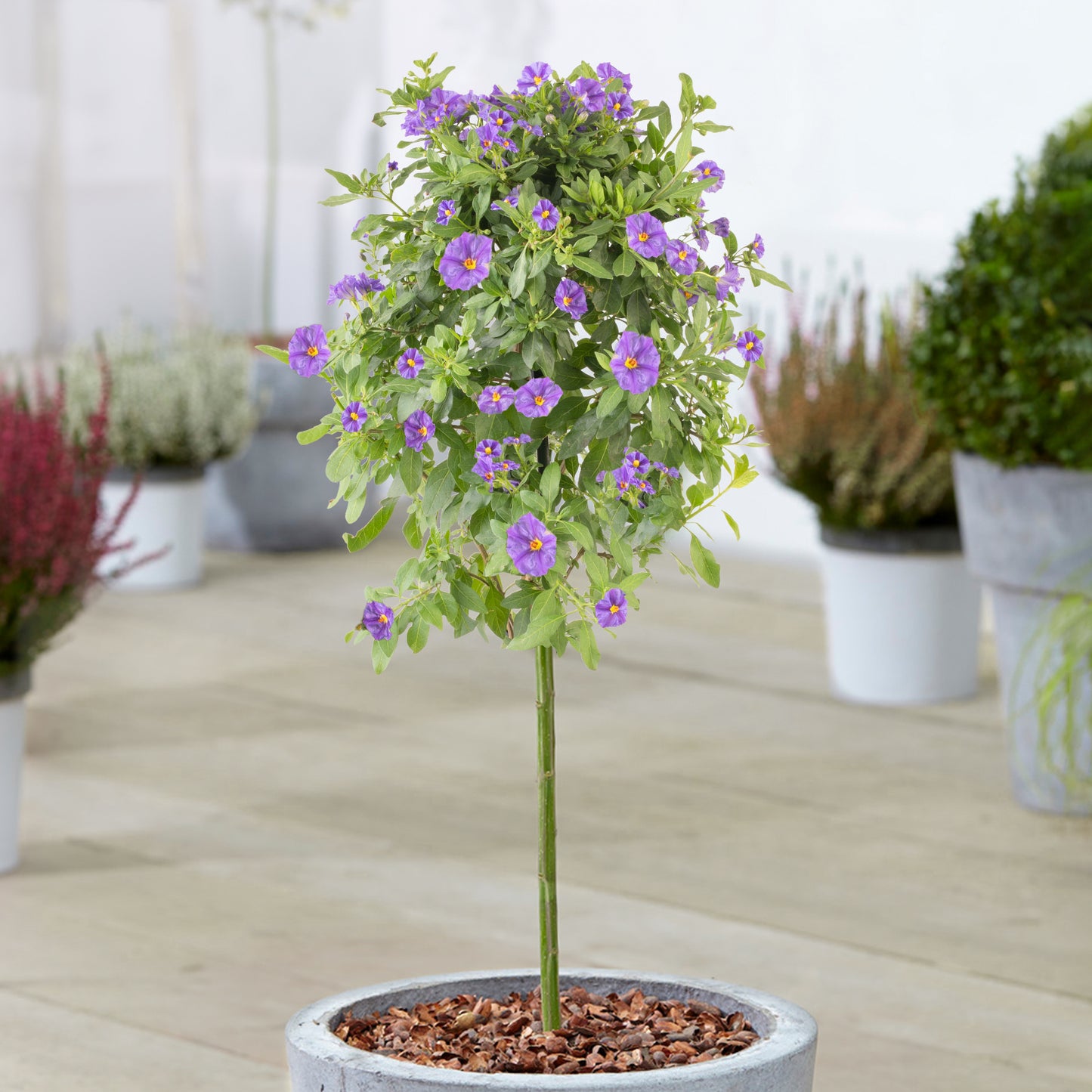 Solanum Rantonnetii Patio Tree