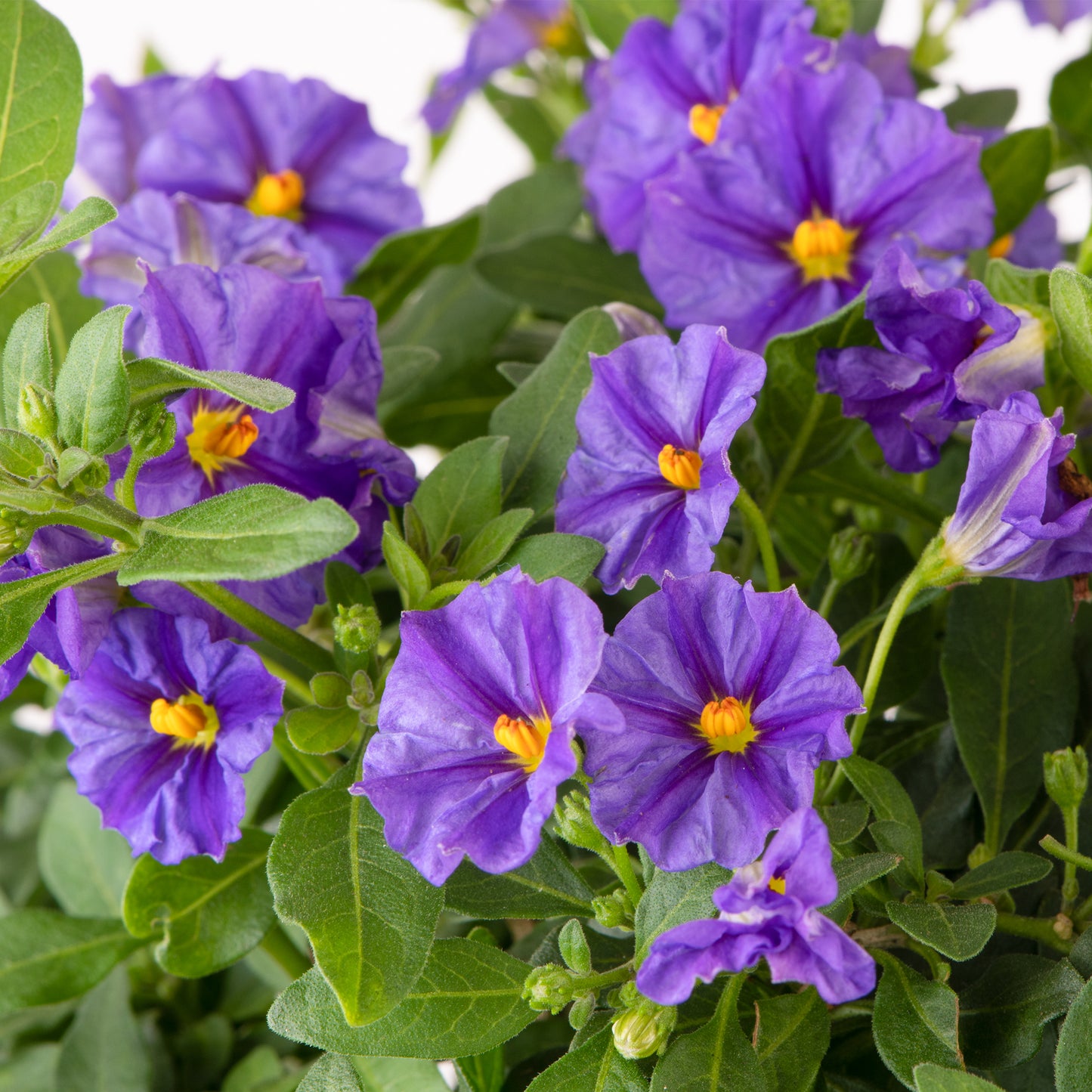 Solanum Rantonnetii Patio Tree