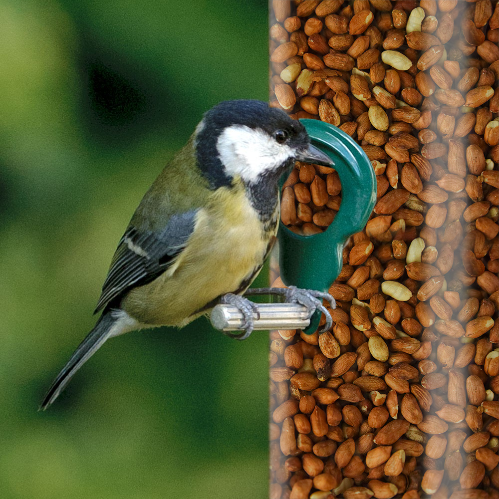 SQUAWK Whole Peanuts