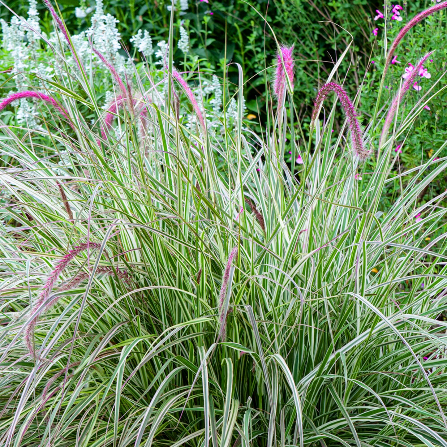 Pennisetum Cherry Sparkler