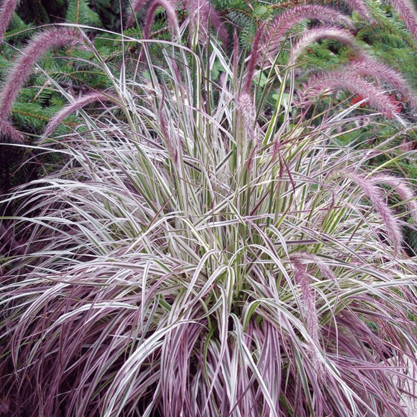 Pennisetum Cherry Sparkler