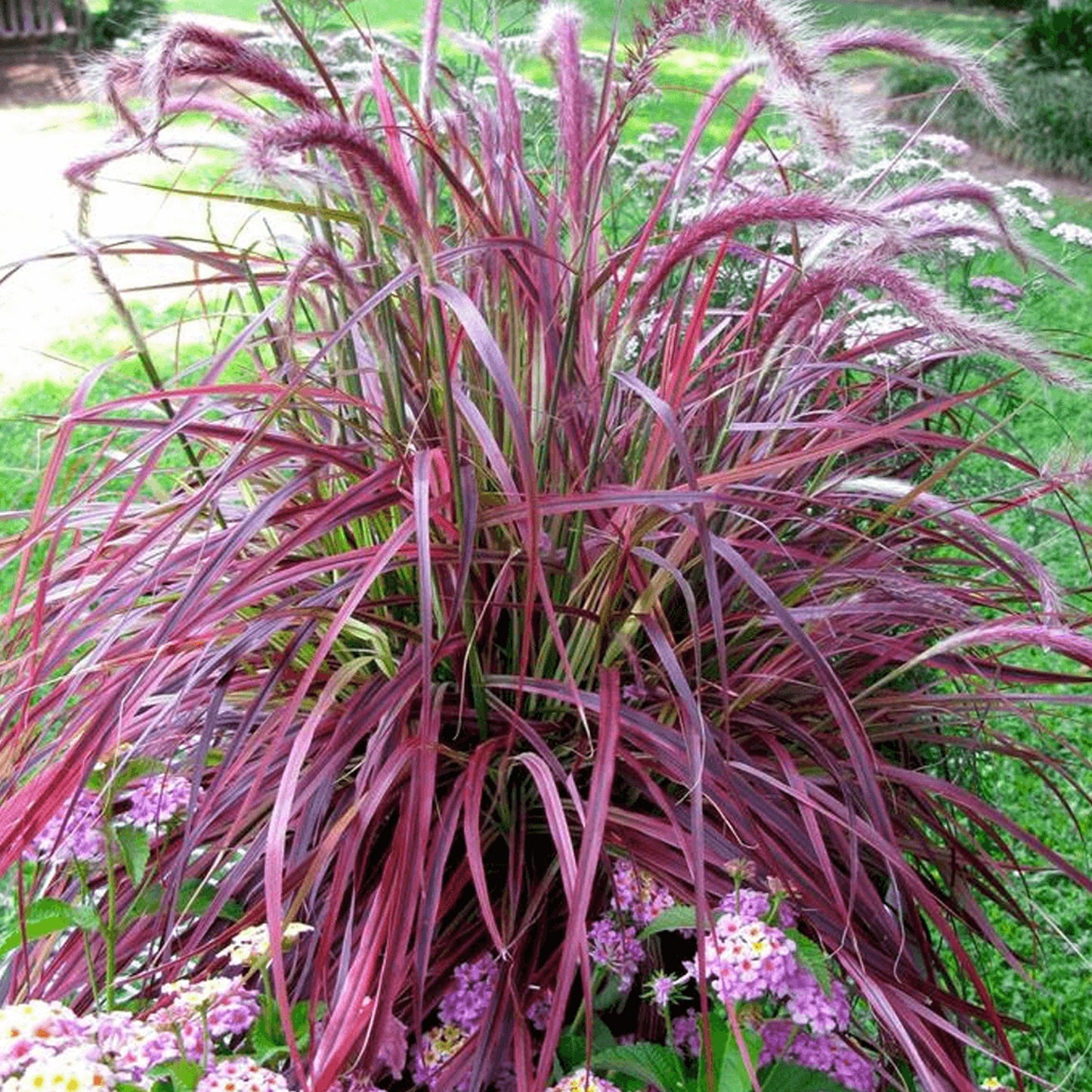 Pennisetum Cherry Sparkler