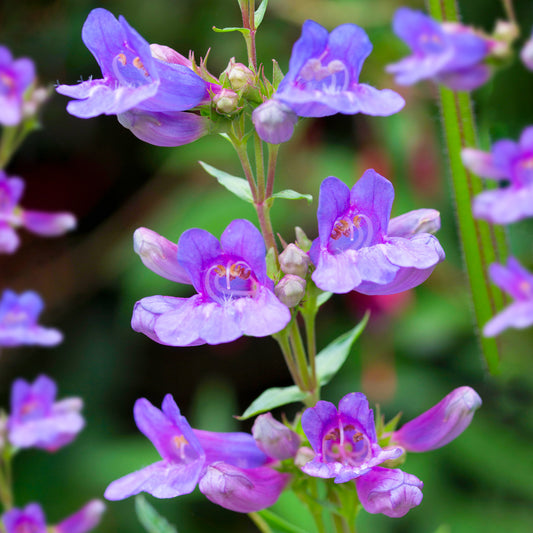 Penstemon Heavenly Blue