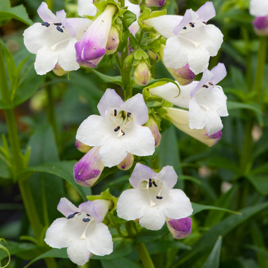 Penstemon Harlequin Lilac