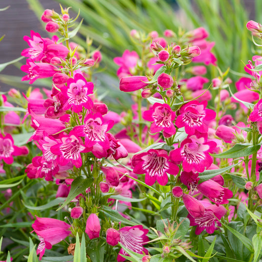 Penstemon Harlequin Magenta