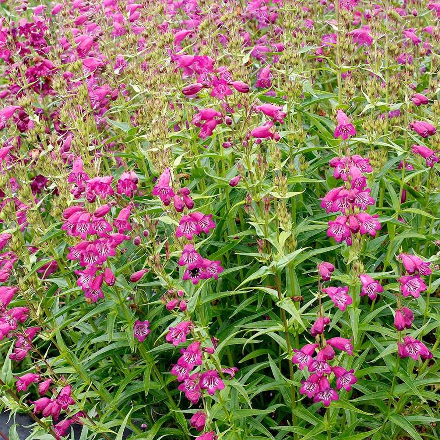 Penstemon Harlequin Violet