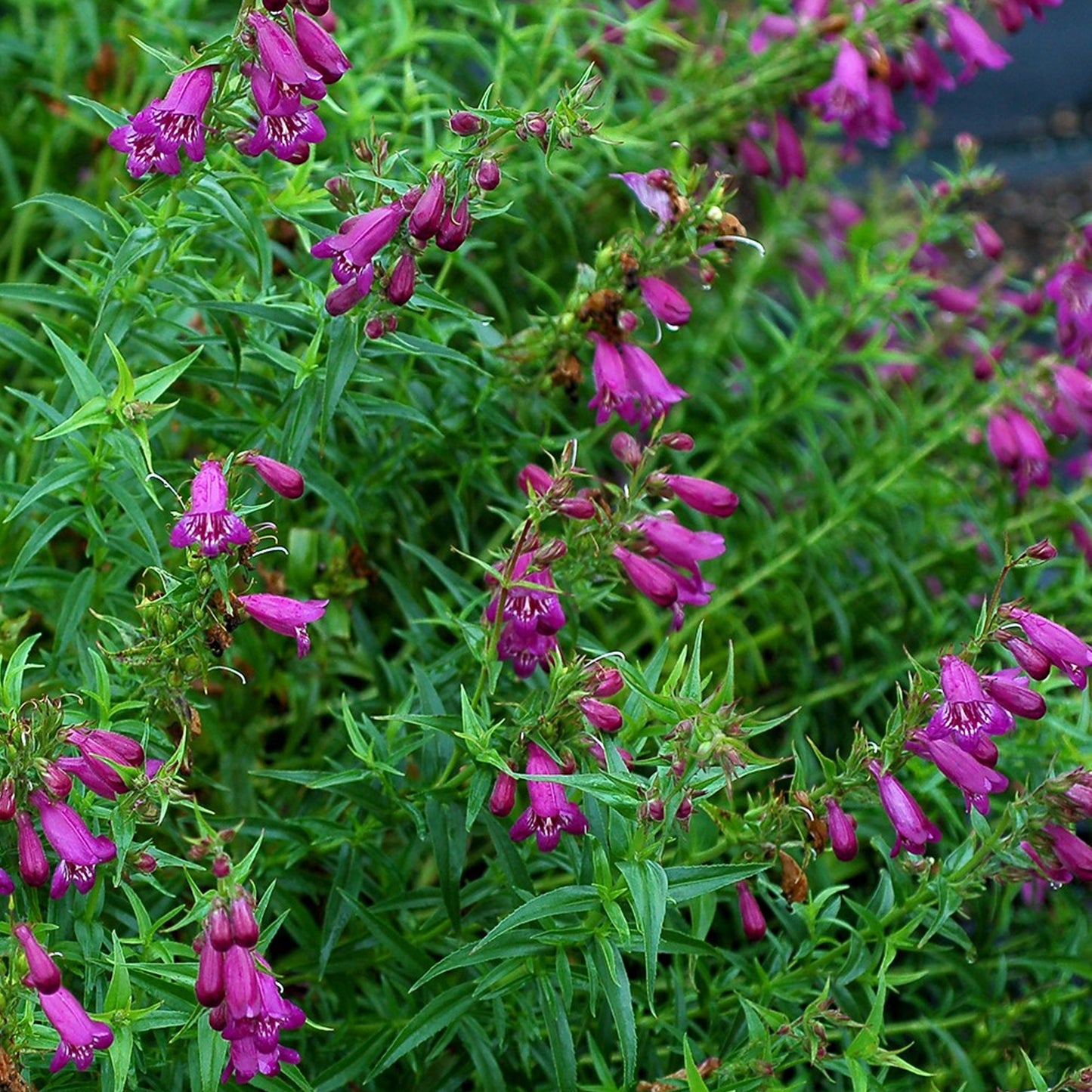 Penstemon Harlequin Violet