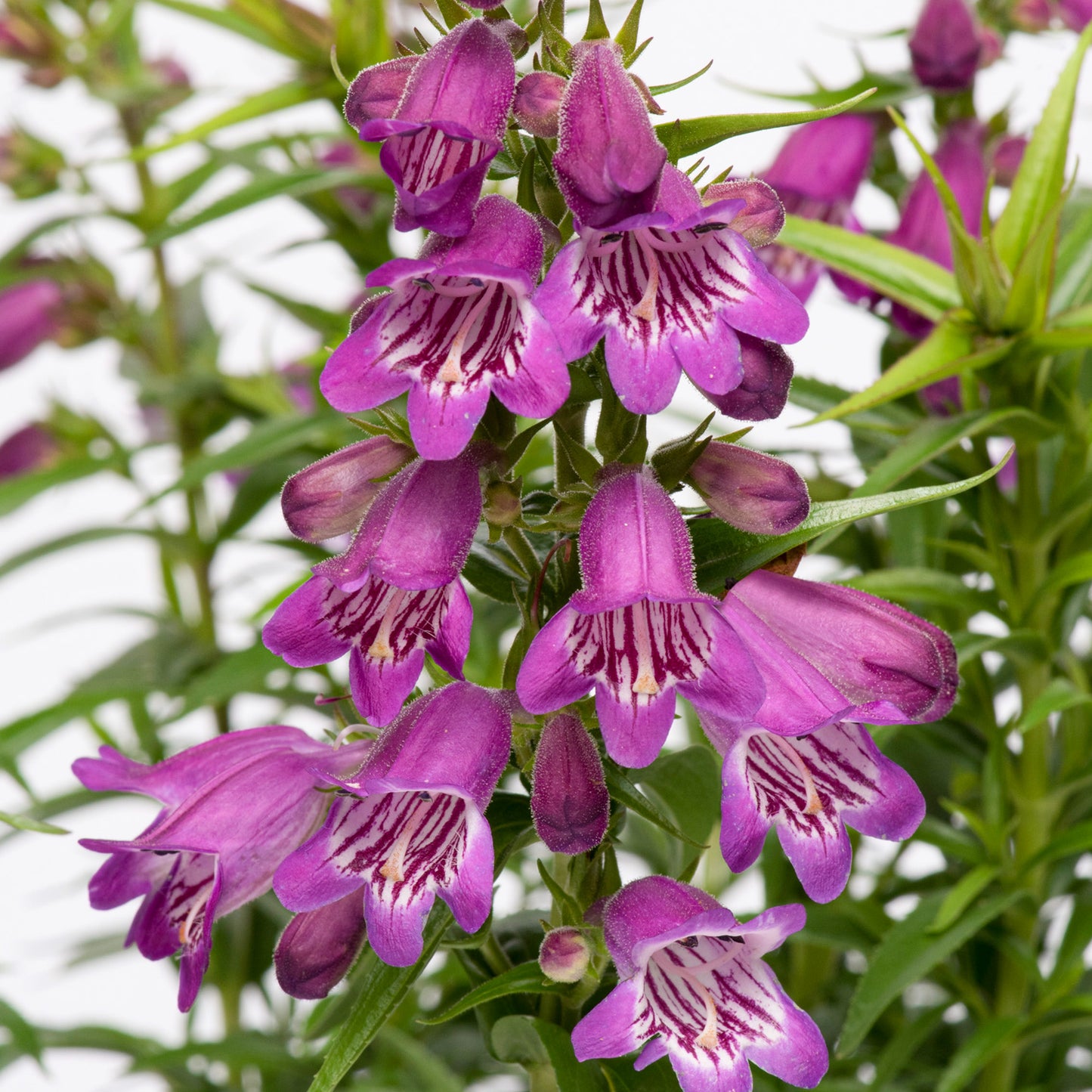 Penstemon Harlequin Violet