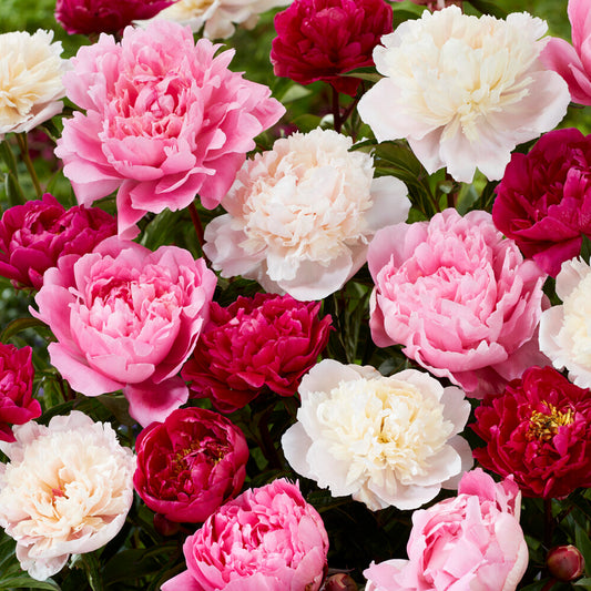 Peony Collection (2L)