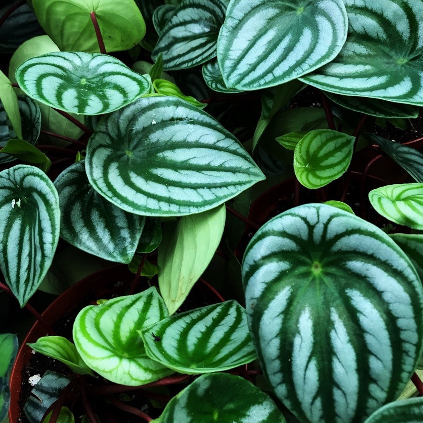 Peperomia Argyreia (12cm) V1