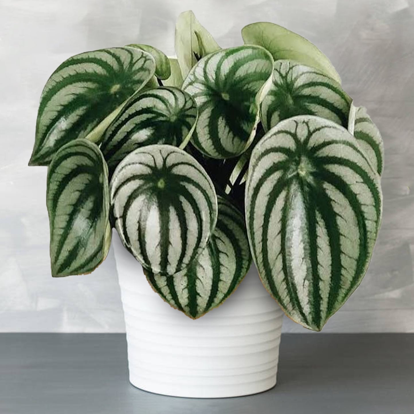 Peperomia Argyreia (12cm) V1