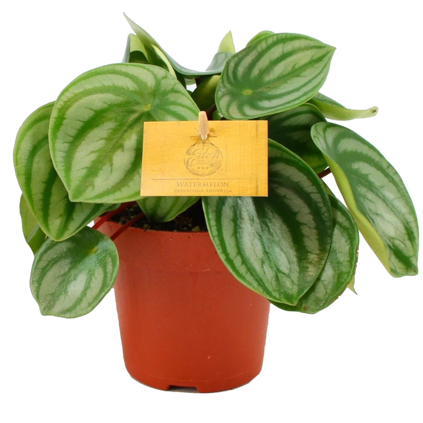 Peperomia Argyreia (12cm) V1
