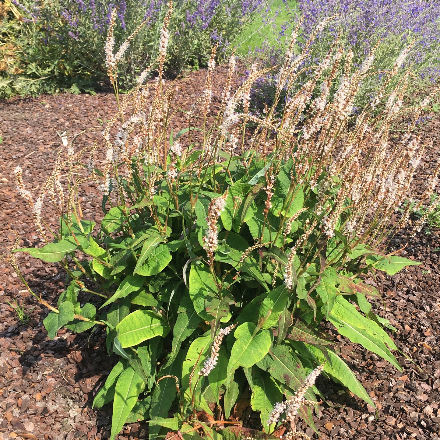 Persicaria Alba Junior