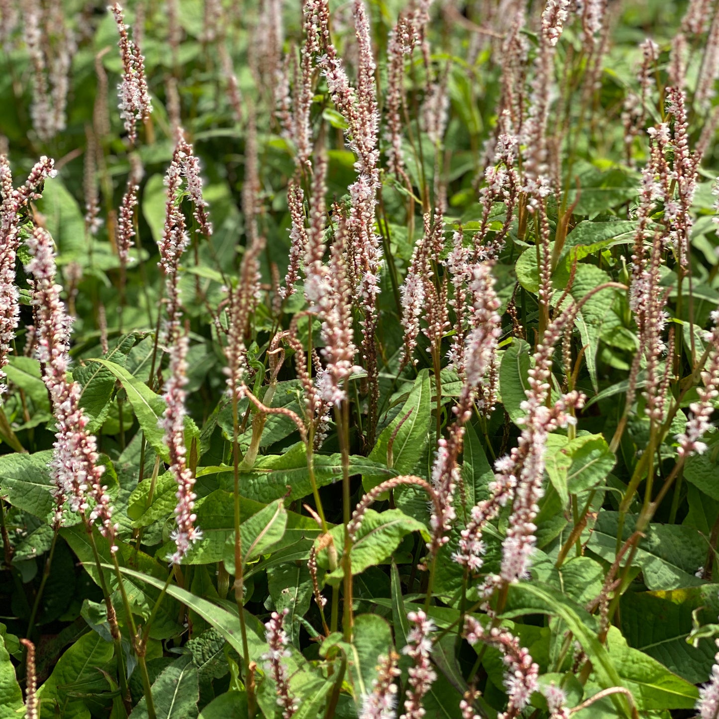 Persicaria Alba Junior