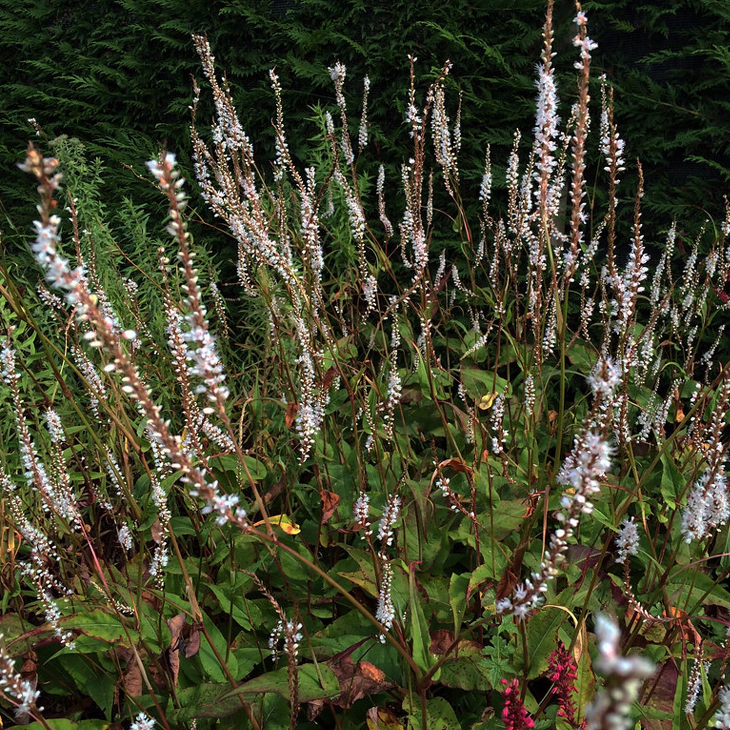 Persicaria Alba Junior