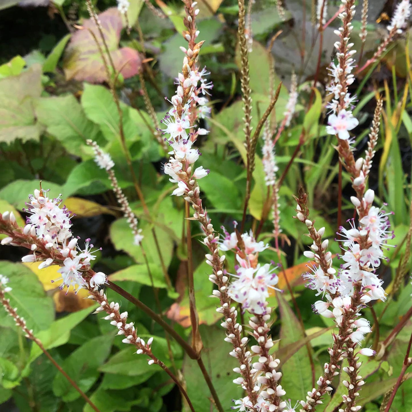 Persicaria Alba Junior