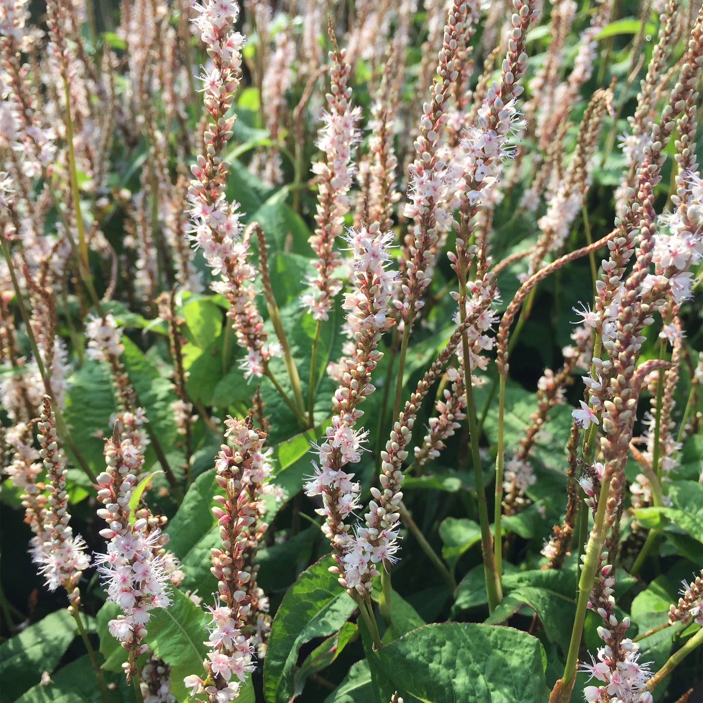 Persicaria Alba Junior