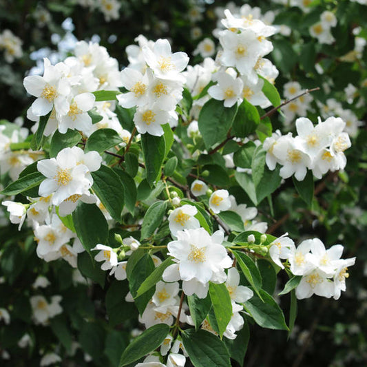 Philadelphus Manteau dHermine