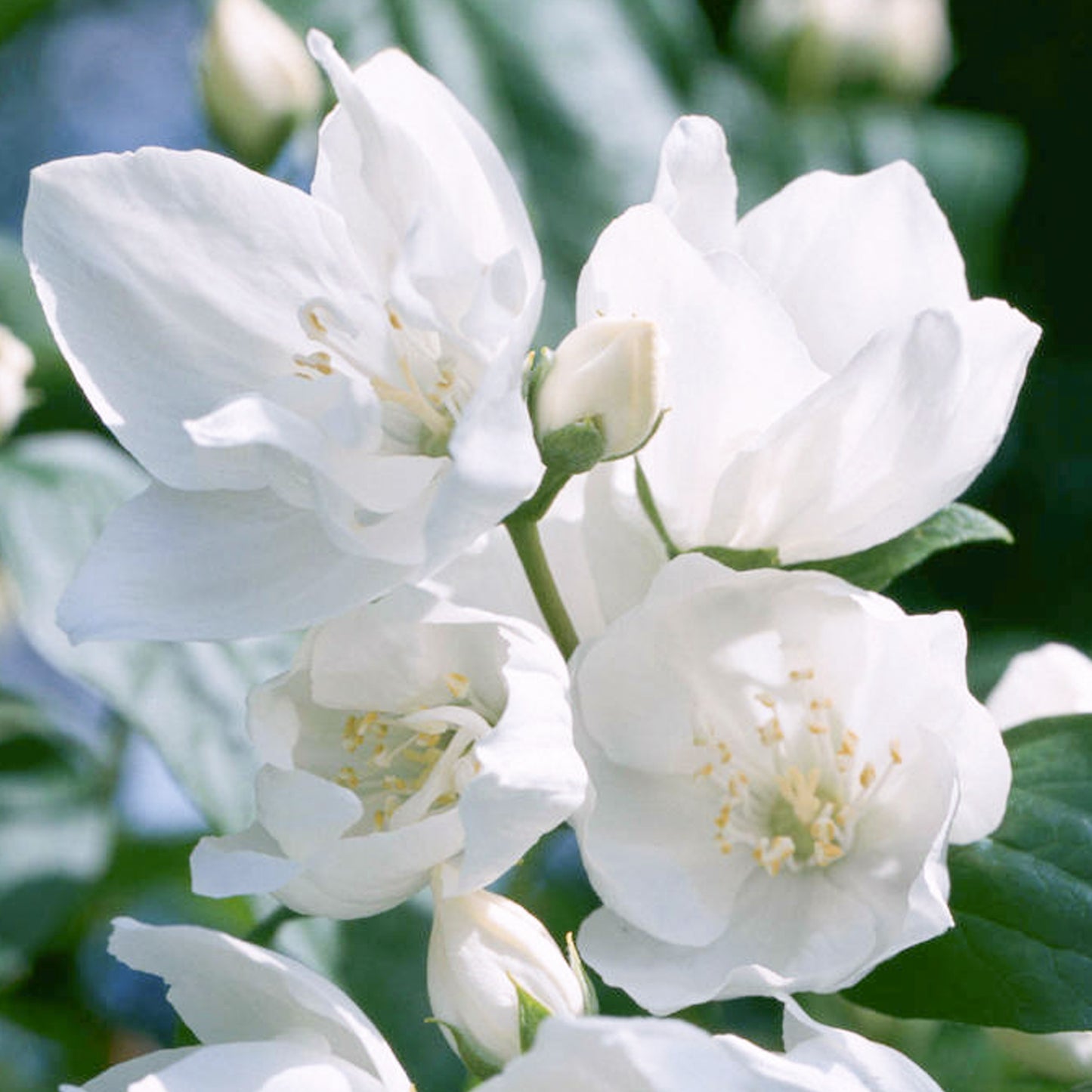 Philadelphus Mrs E L Robinson