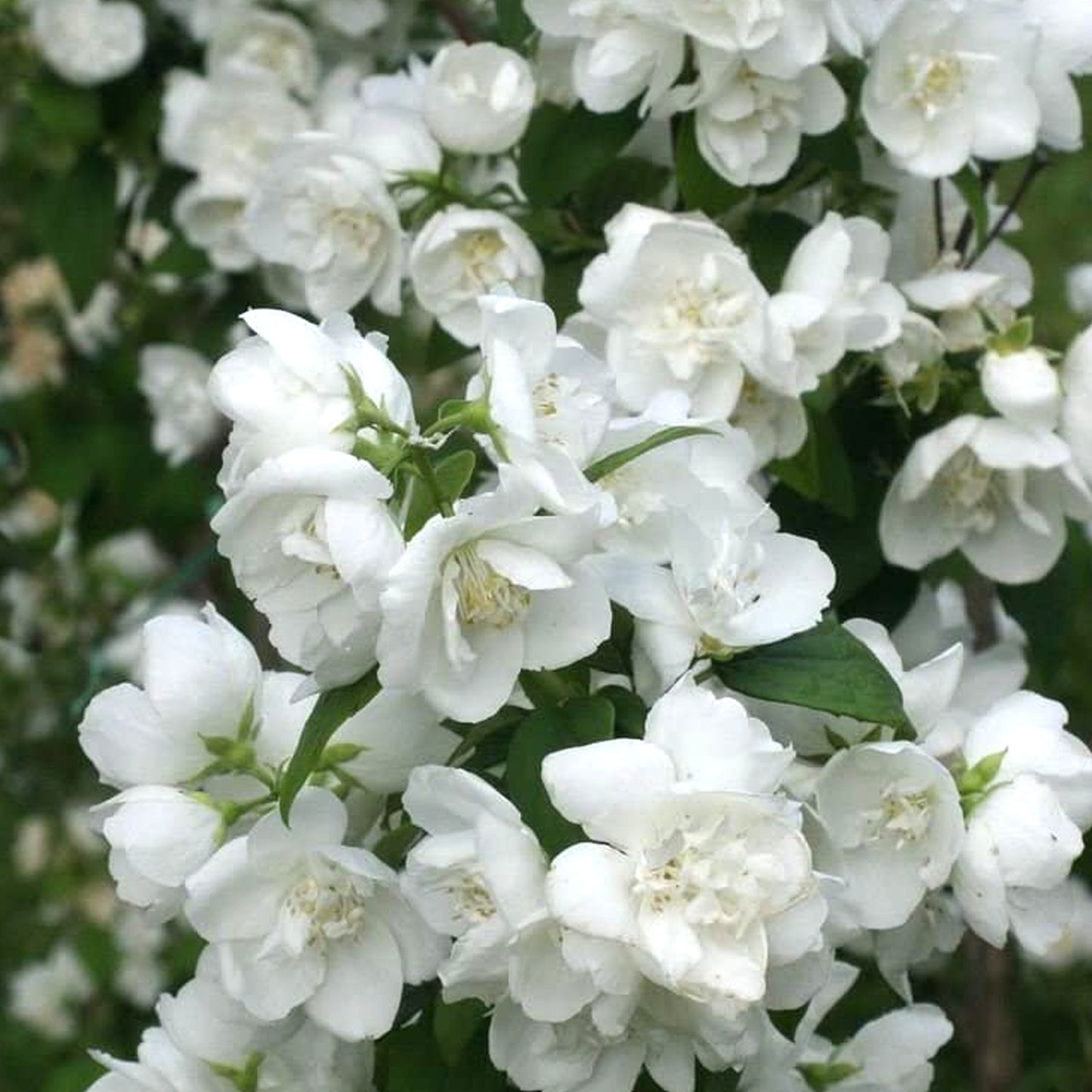 Philadelphus Mrs E L Robinson