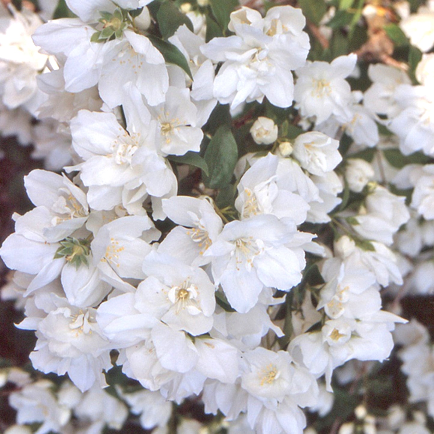 Philadelphus Mrs E L Robinson