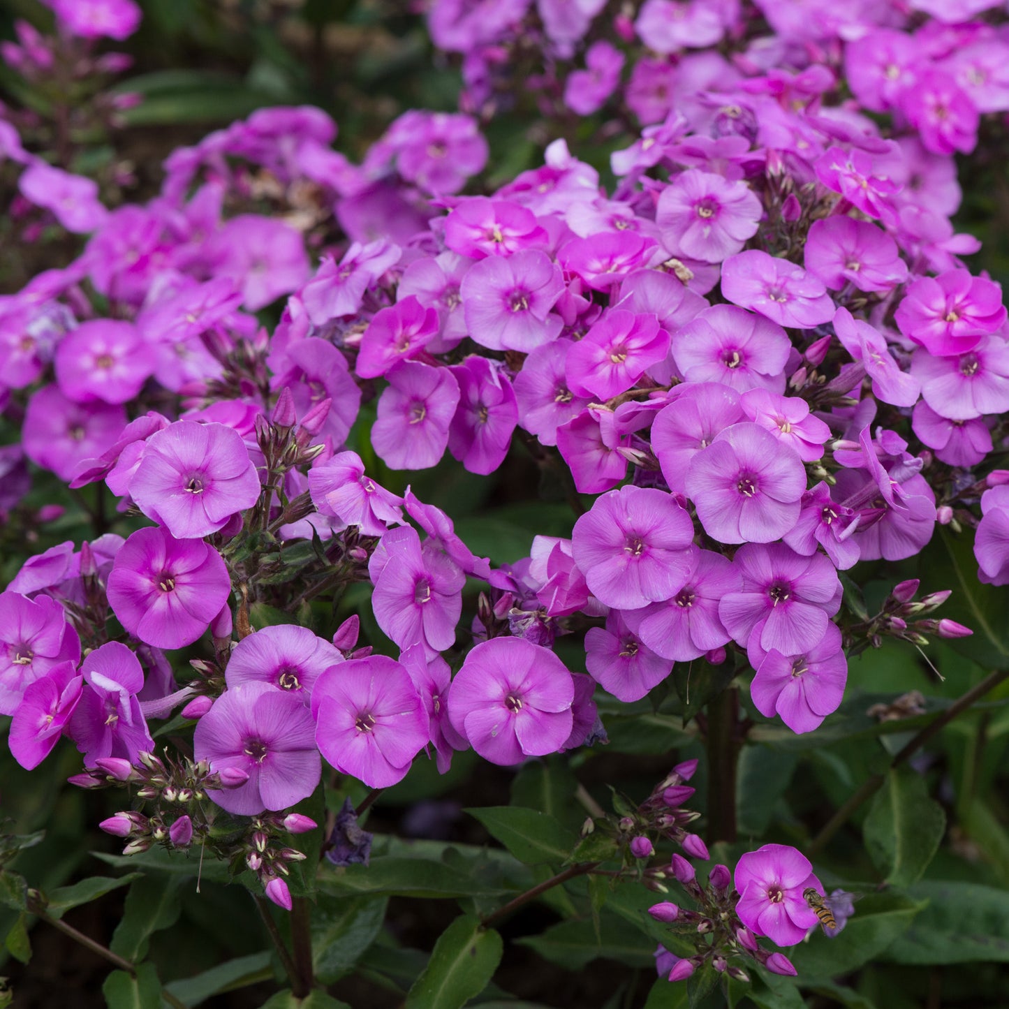 Phlox Ka-Pow Lavender