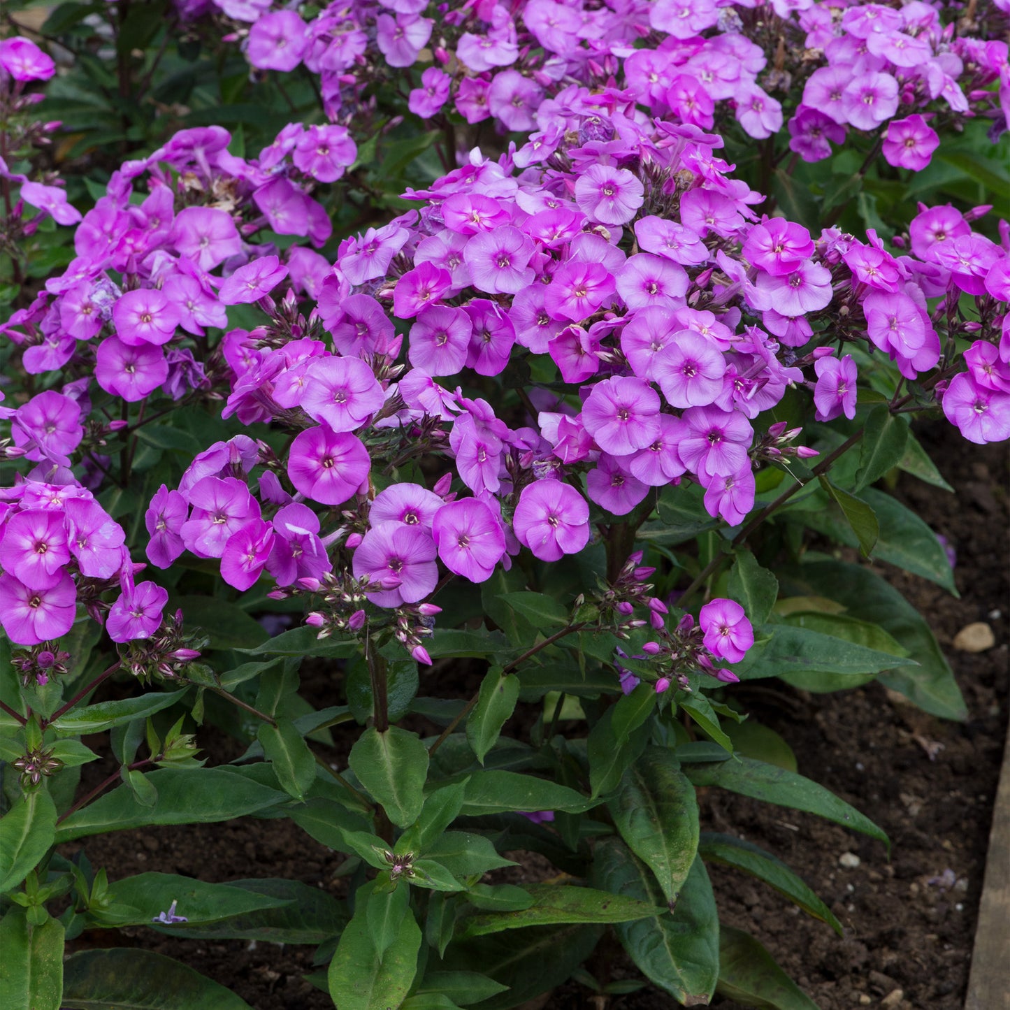 Phlox Ka-Pow Lavender