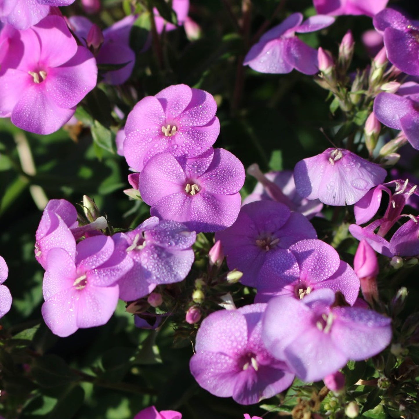 Phlox Ka-Pow Lavender