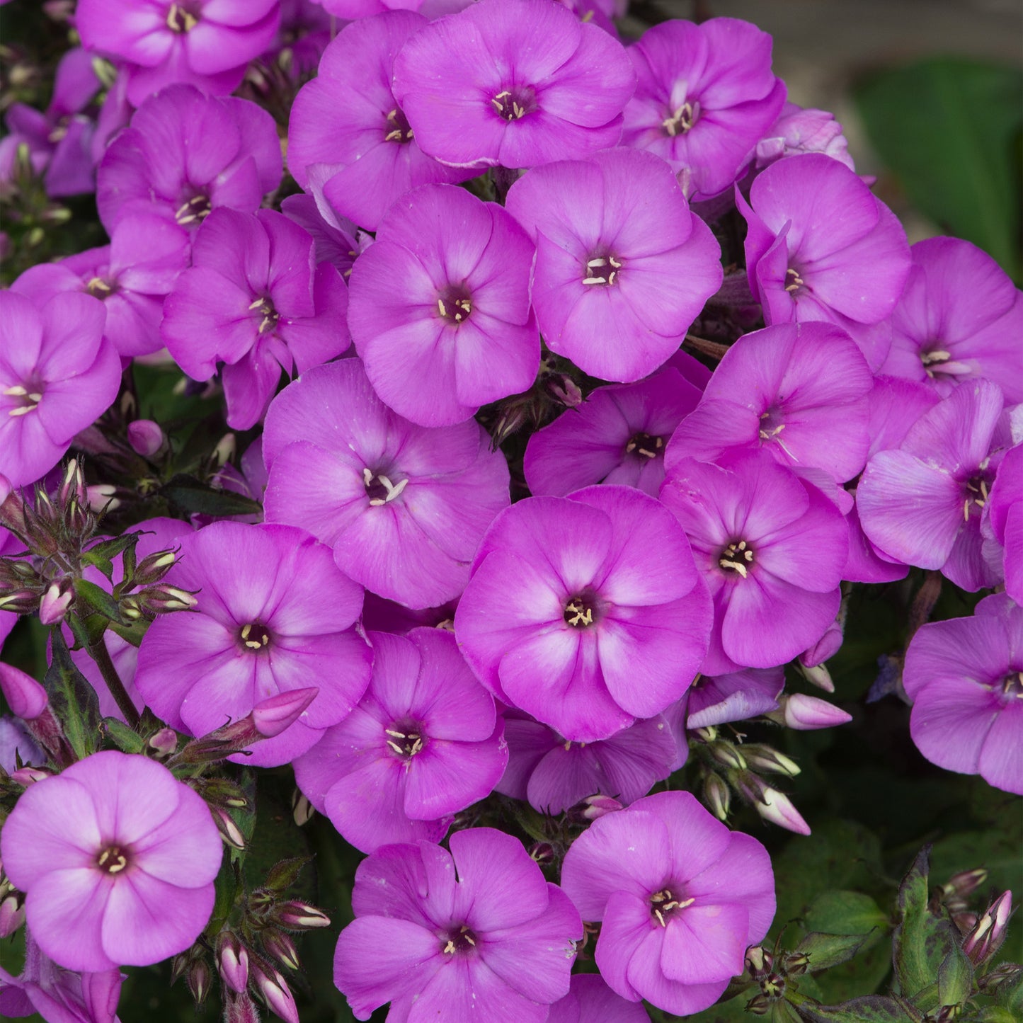 Phlox Ka-Pow Lavender